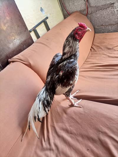 hi quality lasani saleta