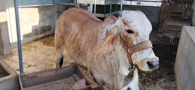 cholistani female bacchri