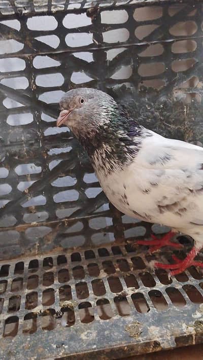 golden breeder female for sale