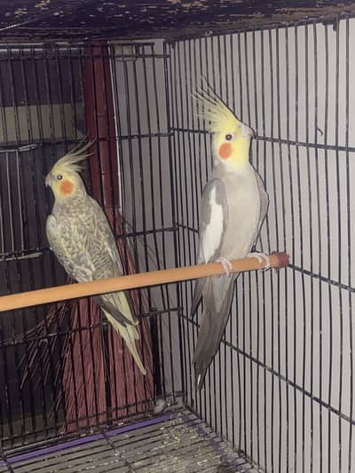 Cocktail pair for sale