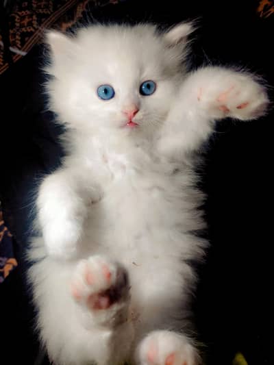 Persian triple coat kittens/blue eyes/odd eyes