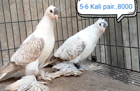 fancy pigeon | kabutar| Jacobin|  frillback saddle | amarican fantail|