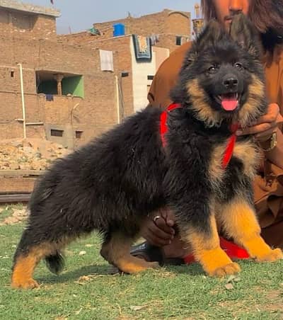 German Shepherd 03262839519