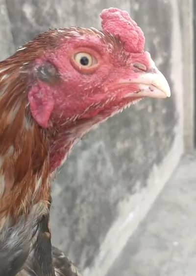 bht e nayab or khubsurt keemti pair strong budy line may