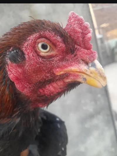 bht e nayab or khubsurt keemti pair strong budy line may