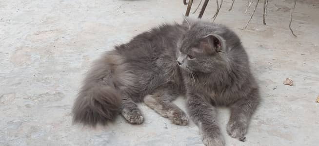 Himalayan Persian Cat 