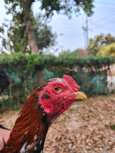 PURE ASEEL PATHA SALE