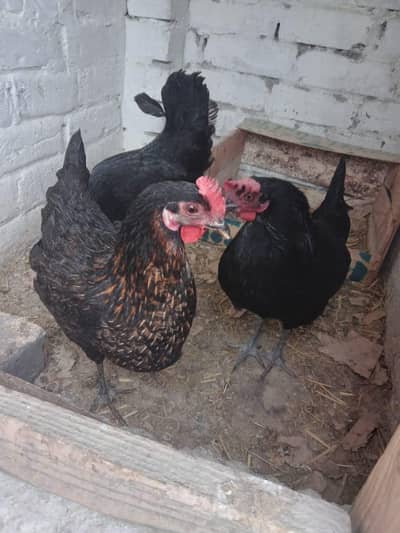 Ghar ke Pali v 3 hens