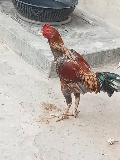 2 Seel Morga or 2 morgiye phone number 03064279414