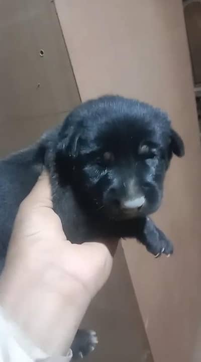 Jet Black Labrador Baby