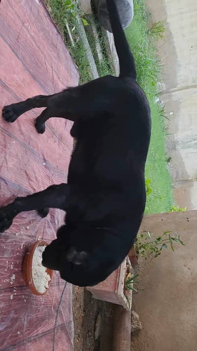 Jet Black Labrador Baby