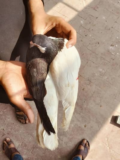 syah chap+ kala khal katar dar+syah chap toga+Lal khal katar dar