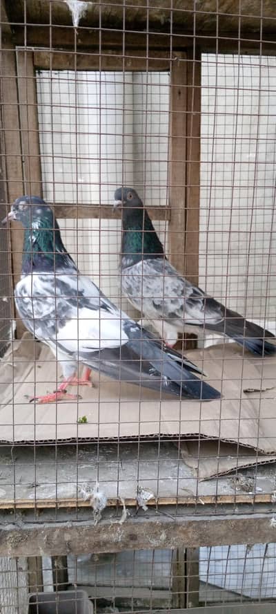 qasori pair far sail high fly pegion