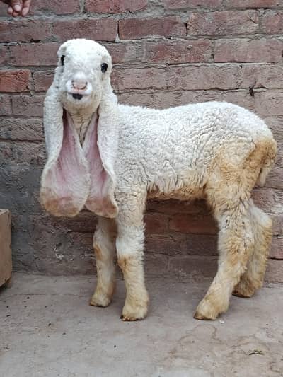 Quality Kajla Bacha 3 month