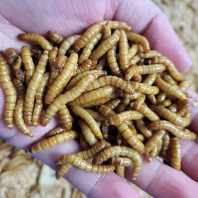 Fresh Live mealworms