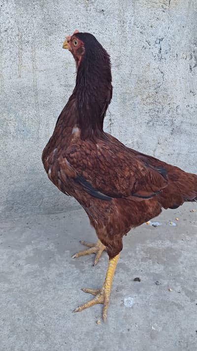 Aseel hen . bacha danay wali murgi