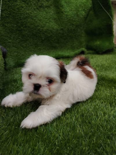 Shitzu male puppy