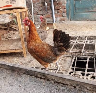 Desi kurak murgia for sale