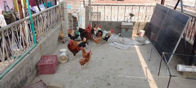 Golden misri males & females for sale