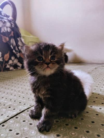 Triple Coated Persian Kittens | Male & Female Available