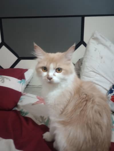 4 kitten's  one mother  one father two big  brother