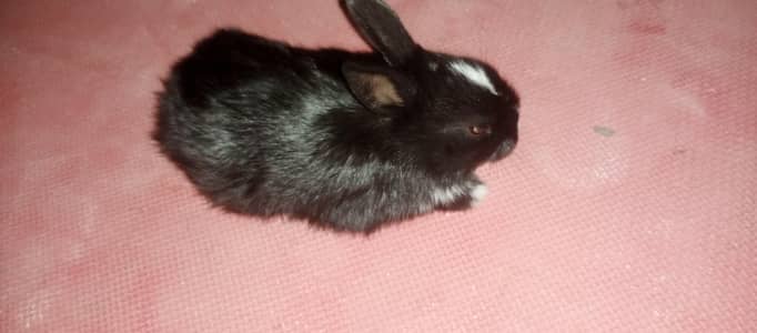 چھوٹے بڑے خرگوش دونوں دستیاب ہیں