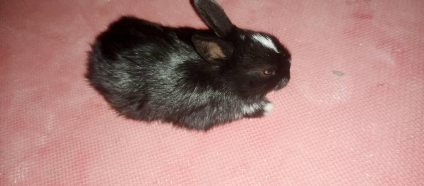 چھوٹے بڑے خرگوش دونوں دستیاب ہیں 0