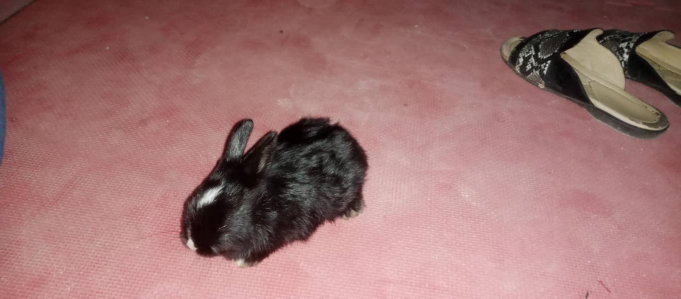 چھوٹے بڑے خرگوش دونوں دستیاب ہیں 1