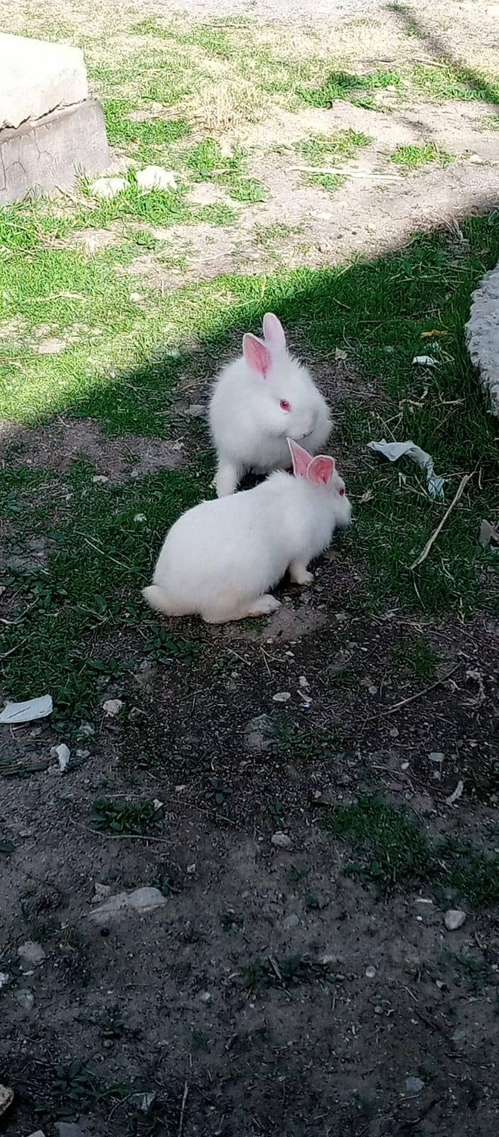 چھوٹے بڑے خرگوش دونوں دستیاب ہیں 2