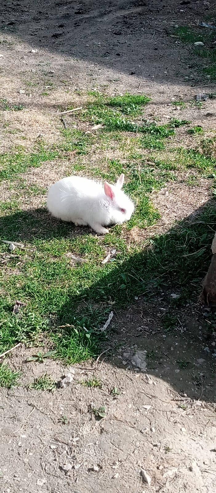 چھوٹے بڑے خرگوش دونوں دستیاب ہیں 3