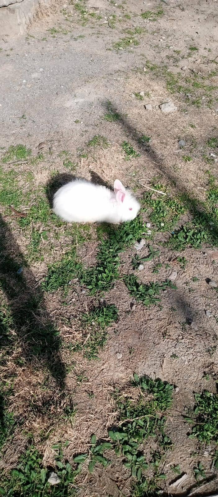 چھوٹے بڑے خرگوش دونوں دستیاب ہیں 5