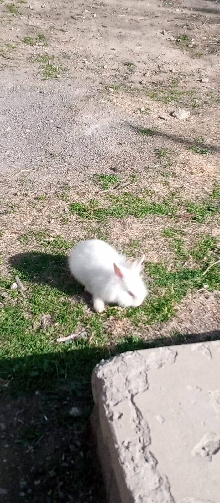 چھوٹے بڑے خرگوش دونوں دستیاب ہیں 6