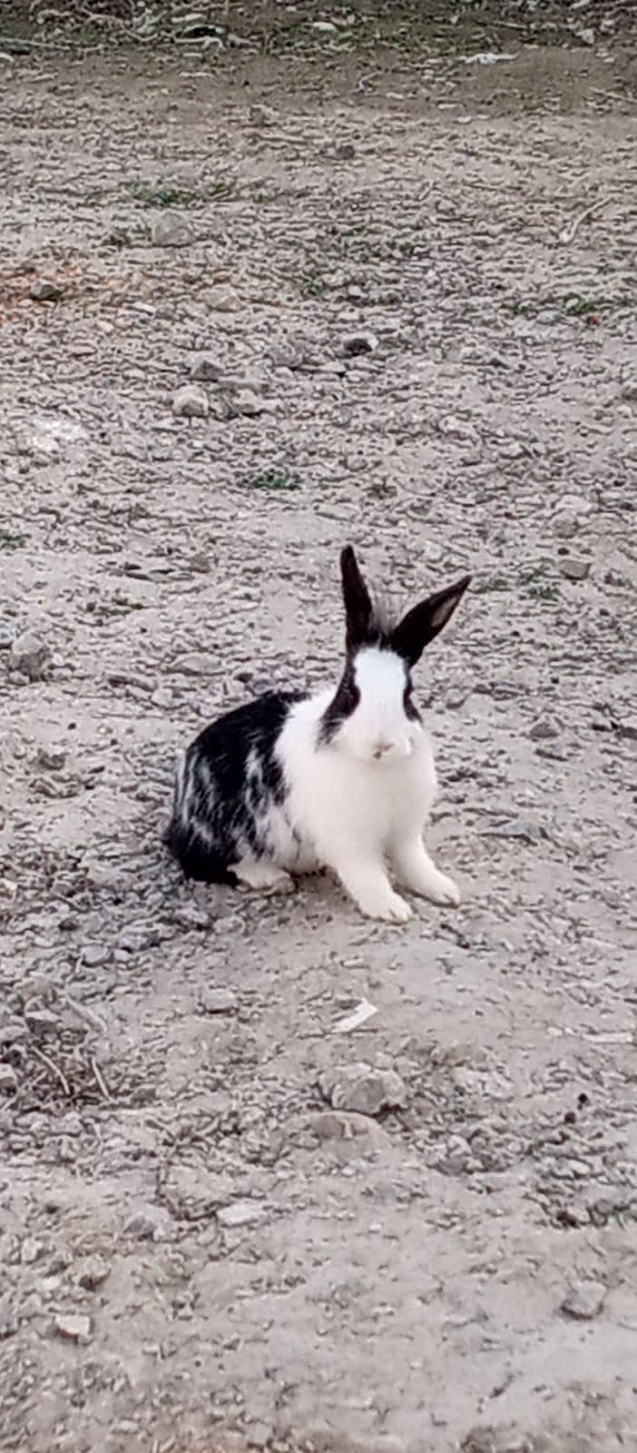 چھوٹے بڑے خرگوش دونوں دستیاب ہیں 7