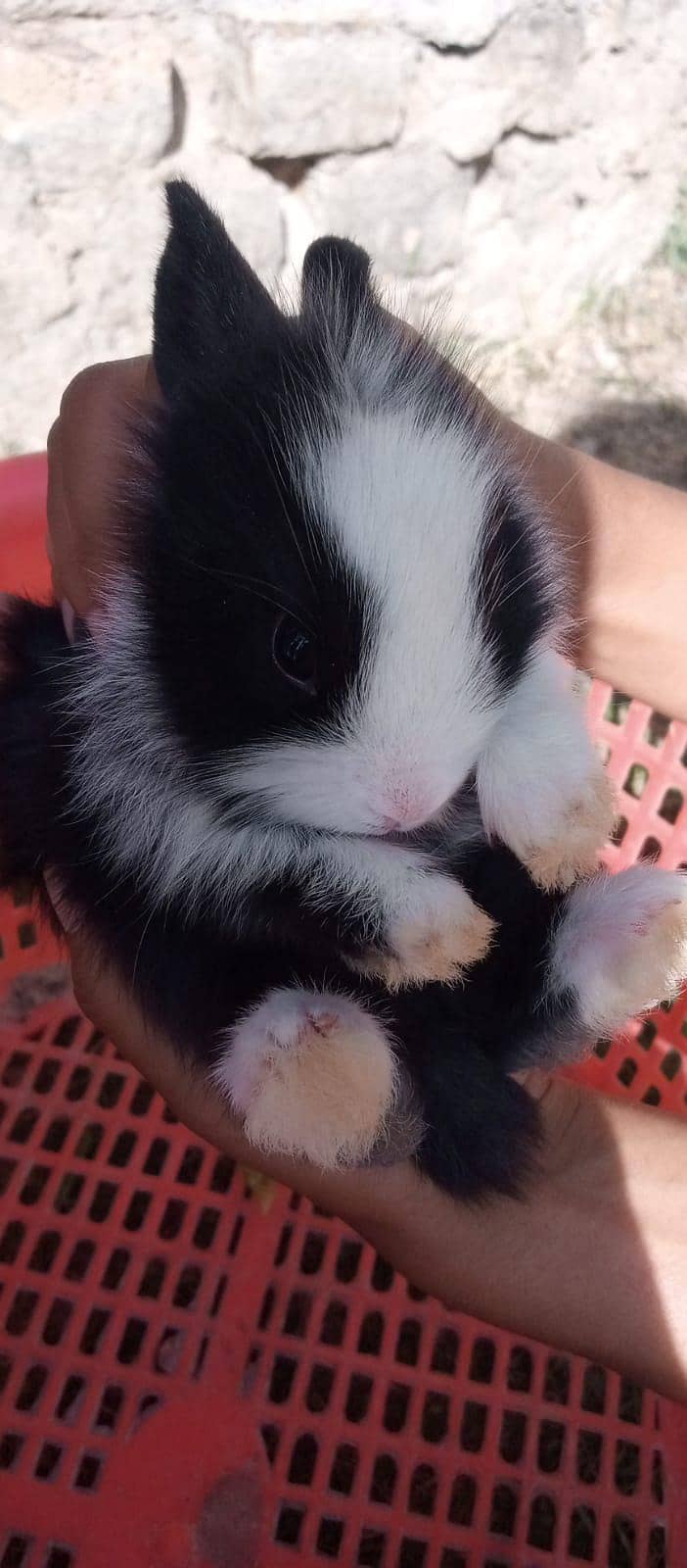 چھوٹے بڑے خرگوش دونوں دستیاب ہیں 8