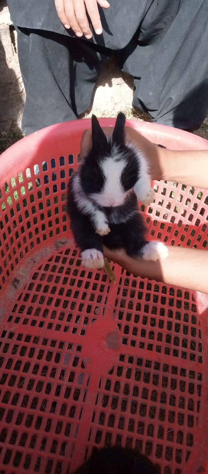 چھوٹے بڑے خرگوش دونوں دستیاب ہیں 9