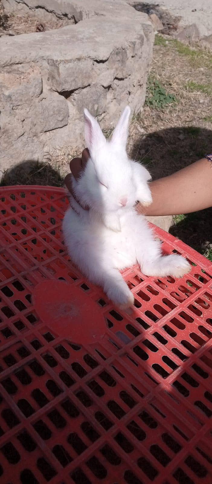 چھوٹے بڑے خرگوش دونوں دستیاب ہیں 10