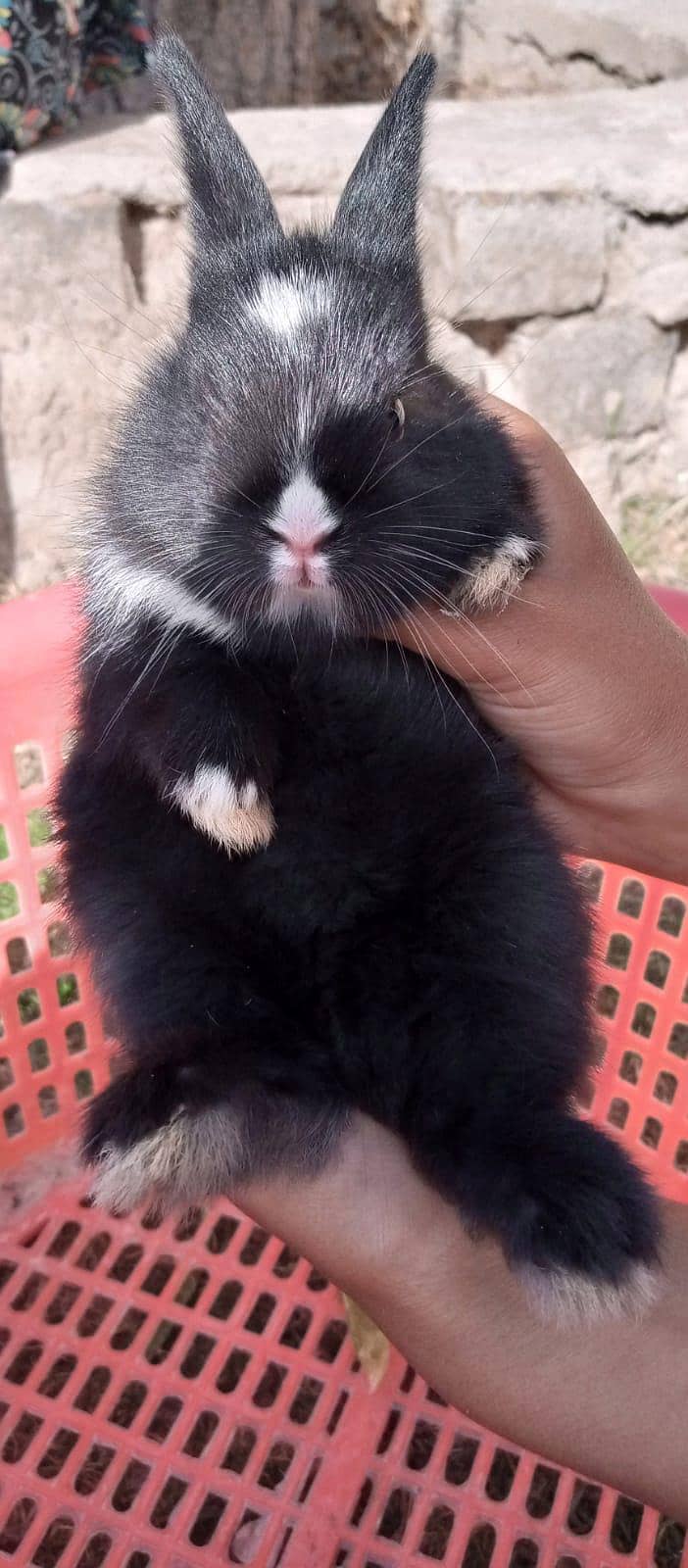 چھوٹے بڑے خرگوش دونوں دستیاب ہیں 11