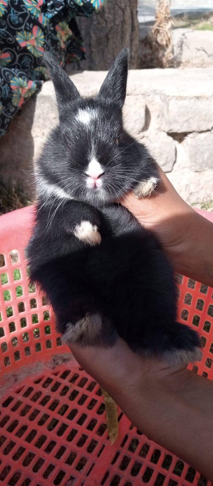 چھوٹے بڑے خرگوش دونوں دستیاب ہیں 12