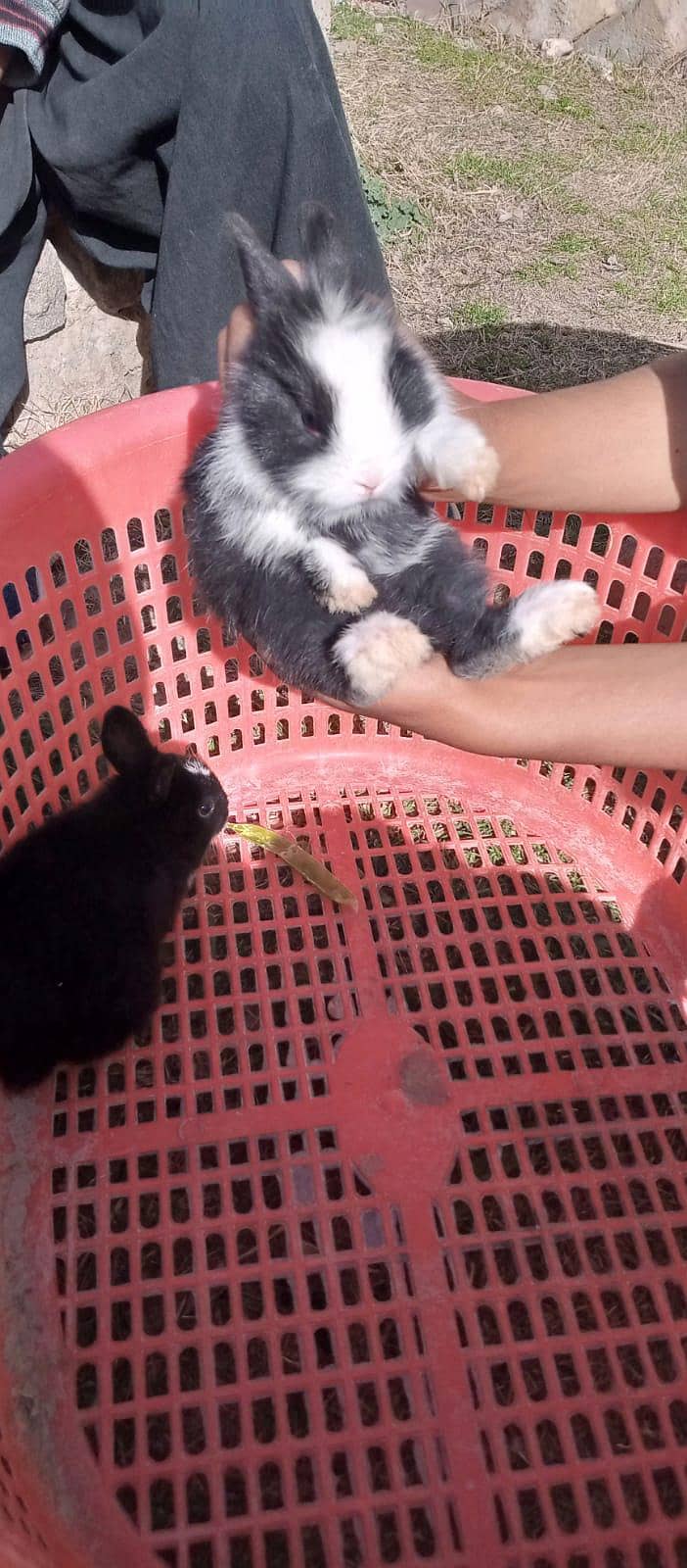 چھوٹے بڑے خرگوش دونوں دستیاب ہیں 13