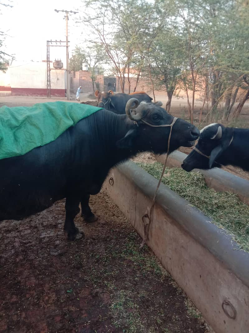 ساہیوال راوی نسل کی بھینس سجی سوئی دودھ 16 کلو۔ 3