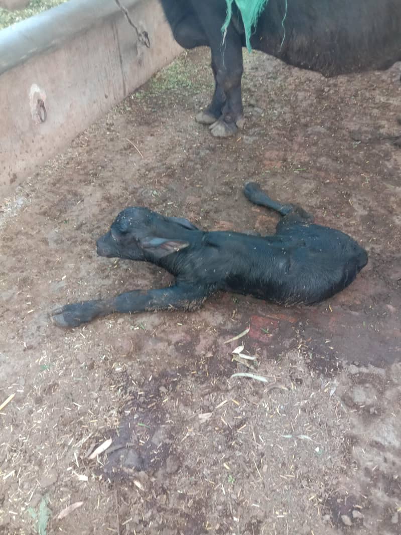 ساہیوال راوی نسل کی بھینس سجی سوئی دودھ 16 کلو۔ 4