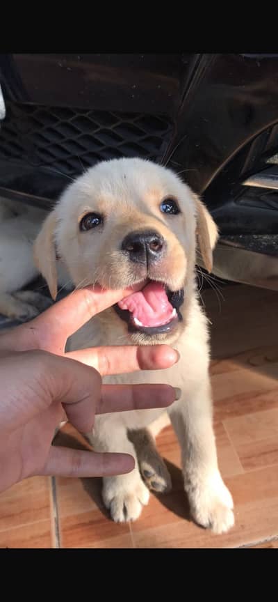 Pedigree British Labrador puppies are available for sale