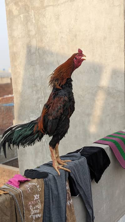 breeder murgha top quality