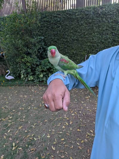 raw parrot male patha