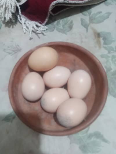 lakah shamo fertile egg