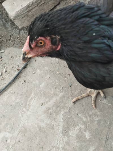 mushki kurak madi long height ma hai