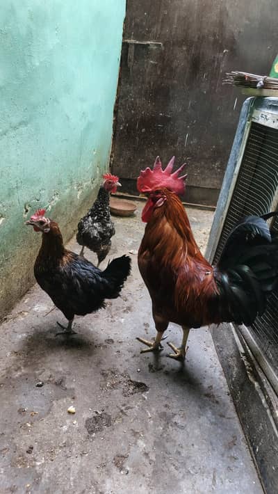 Desi murga or 2 murgi desi