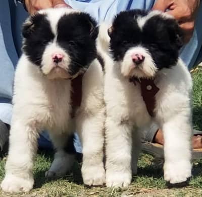 alabai security dog 2 month pair for sale heavy bone