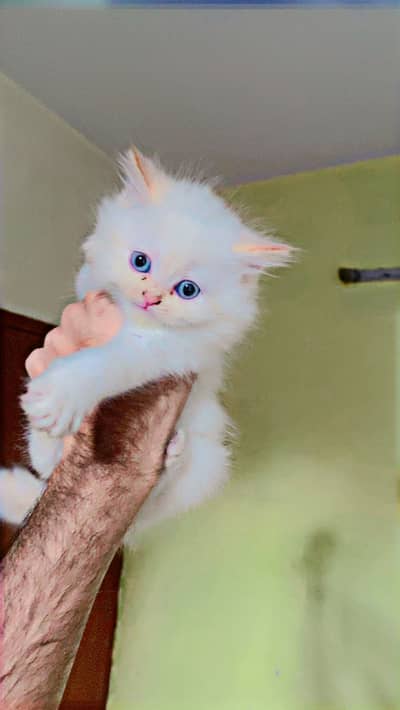 Persian kittens