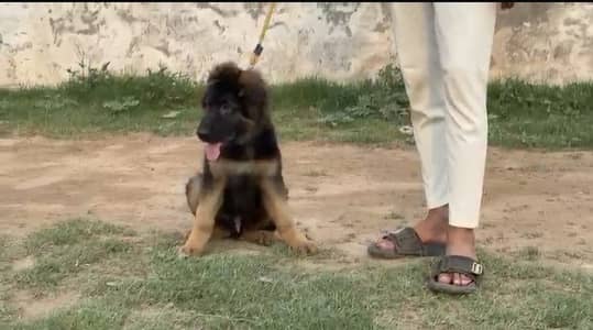 GSD puppy for sale